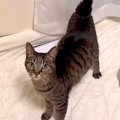 ママと目が合った猫→次の瞬間、足元にやって来て…悶絶級に尊い『愛にあふ…