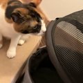 病院に行きたくなさすぎて……連れていかれることを察した三毛猫が次の瞬間→…