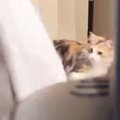 猫の前でシーツをふわっと広げてあげると…夢中で遊ぶ『可愛すぎる様子…