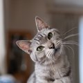 愛猫が『ニャ？』と疑問形のように鳴いたときの意味6選　こちらの様子…