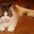 猫の留守番中に起こりやすい事故４つ