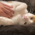 寝る前のマッサージ♪至福の時を過ごす猫ちゃん