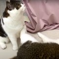 暑さでバテ気味だった親子猫さんがクーラーで元気に！