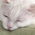 冷房の効いた涼しい部屋に『毛布』を敷いてあげたら、猫が……まさかの…
