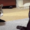 喧嘩はやめてー！仲裁にやってきた猫ちゃんが遅すぎた件