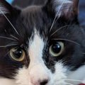 猫が『あくびをする直前の顔』を激写した結果…腹筋が壊れる『笑撃の表情』…