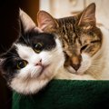 猫の『フィラリア症』を怖がるべき4つの理由　ベストな対策は予防する…