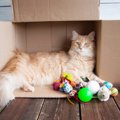 愛猫と『引っ越し』するときにやってはいけないNG行為3選　猫グッズの新調…