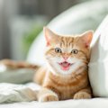 猫が『サイレントニャー』で伝えたい3つの気持ち　鳴き声が聞こえない…