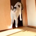 見つめてきた猫→突然部屋の外に移動したかと思いきや、次の瞬間…まさ…