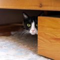 猫と『距離を取ったほうがいい』タイミング7選　興奮時や睡眠中…そっとし…