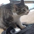 落ちてる洗濯物は猫ちゃんのもの！上に乗りたい理由とは？