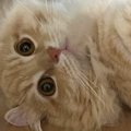 ふと『床に寝転がるネコ』を見たら…食べ物そっくりな『可愛すぎる光景』に…