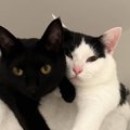 ハンモックの上でくつろぐ猫たち→2匹の『おてて』を見てみたら…あまりにも…