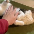 パパが誘惑してくる猫の『お腹を触った』結果…まさかの『無限ループ』…