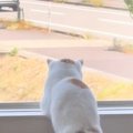『窓の外を眺める猫』を見たら…あまりにも人間すぎる『まさかの光景』が85…