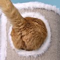 猫が『お尻歩き』をしているときの原因4つ　異常があるサインかも？対…