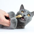 猫の『間違った歯磨き』3つの過ち　かえって健康を損なうNGケアとは？…