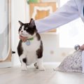 猫の老後に寄り添う『施設・サービス』3つ　利用方法や費用、特徴までわか…