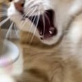 おもちゃで遊んでもらい大興奮した猫…『迫力ありすぎる表情』に爆笑す…