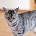 猫の『機嫌が悪くなってしまう』4つの理由　愛猫がゴキゲンななめなと…