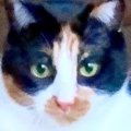 『おもちゃで遊ぶ三毛猫』を撮影したら…まるで土俵入りのような『奇跡の瞬…
