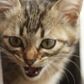 猫が『唸り声』をあげるタイミング4つ　理由と飼い主ができる対処法も