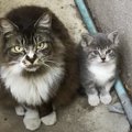 『うちの子をお願いします』人間に子猫を託しに来た母猫…信じられない…