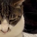 小刻みに揺れる2匹の猫→『乗っている場所』に注目すると…まさかの光景…
