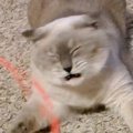 猫じゃらしを捕まえられない猫→原因を探るべく『スロー撮影』したら……