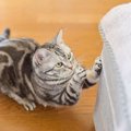 猫がダメなことを『わざと繰り返す』心理3つ！原因別対処法を解説