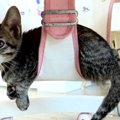 子猫達の個性！それぞれお気に入りの場所を見つける