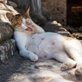 妊娠中の猫の食事やケア、注意すること