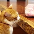 警戒モード！猫ちゃんとパソコンバッグの戦い？