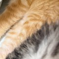 同じ場所にいた2匹の子猫→1匹は『とんでもない寝相』で…まさかの光景に「…