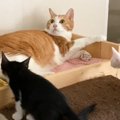 先住猫と子猫たちが2度目の顔合わせ…まるで『孫を見るおじいちゃん』…