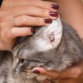 猫に『耳ダニ』が寄生したときに起こる症状4つ　見逃せないサインや対処法…
