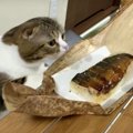 やっぱり気になる…飼い主さんのお寿司を狙う猫さん！