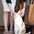 『母さんが帰ってきた！』猫が大好きな母の帰宅に気付いた結果…お出迎…