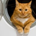 猫は立ち入り厳禁な「危険な場所」3選　近づけないための工夫もあわせて紹介