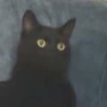 ソファに座る『やんちゃな猫』→耳を掻いたと思ったら毛繕いを始め…想…
