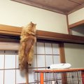 『クモを捕まえたい猫』が天井で頑張りすぎた結果…身のこなしが『スパ…