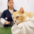 猫の『パンドラ症候群』はどのような病気？主な原因や症状の特徴、予…