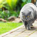 気をつけないと死に至るかも？太りすぎた猫に起こる健康被害５つ