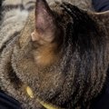 『寝返りを封印した夜』→飼い主さんの足元を見てみると、猫が…『幸せ…