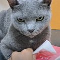 『殺気を放っている猫』からティッシュを取ろうとした結果…期待を裏切らな…