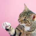 0円で作れる！『うちにあるもので作る猫おもちゃ』3選　じゃらしやボ…