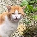 3年前、怯えていた『1匹の野良猫』を保護した結果…見違えるほどの『顔つき…