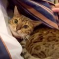 ドキドキ！飼い主さんの服に隠れる怖がりな猫ちゃん