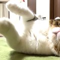 元気いっぱいの子猫！パパ猫は疲れちゃった！？